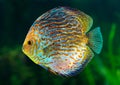 Discus, tropical decorative fish Royalty Free Stock Photo