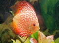 Discusfish Royalty Free Stock Photo