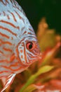Discusfish turquoise Royalty Free Stock Photo
