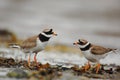 Discussion pair of Ringed plovers Royalty Free Stock Photo