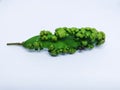 Disease affected green leaf with white back ground. Die to disease the shape of the leaf changed.