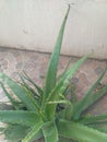Disease in alovera plant