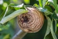 Disease apples, Monilia the fungal disease, infected Apple fruit rot closeup Royalty Free Stock Photo