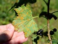 Plant diseases - disease on black currant