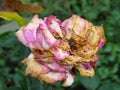 Disease caused by wet conditions. Problems with roses. Royalty Free Stock Photo