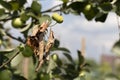 Disease of fruit trees. Erwinia amylovora bacterium causes disease, bacterial burn of young shoots