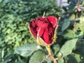 Disease of garden flowers aphid on roses