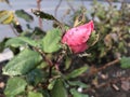 Disease of garden flowers aphid on roses