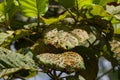 Disease Green leaf of teak tree
