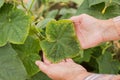 Disease On Leaves Of Cucumber On Female Hands In Garden.