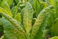 Disease of leaves tobacco.