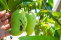 Disease in mango that causes the skin fruits and leaves to become black spots. Ripe mangos rot in the hands of the farmer.