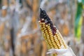 Disease and mold on the ripe ear of golden corn in the field, closeup Royalty Free Stock Photo