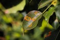 Disease of pear trees in autumn. Damage Fruit tree. Sick leaf of fungal infection Gymnosporangium sabinae. Rust spot on Royalty Free Stock Photo