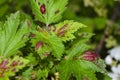 Disease of red and white currants, infection with Gallic aphidsAnthracnose. Brown blisters on green leaves on the upper side