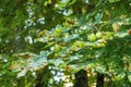 Disease Stresses of Urban Trees.