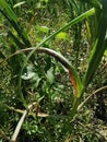 disease symptom on garlic production field