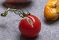 Disease of tomato fruits by phytophotogen. Red cherry tomato with white mucor. Mold close up. Harvest storage concep