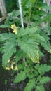 Disease of tomatoe tethered with rope