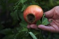 Disease of tomatoes. Blossom end rot on the fruit. Damaged red tomato in the farmer hand Royalty Free Stock Photo