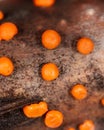 Disease on a tree branch. Orange mold