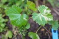 Disease of young vine leaves