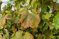 Diseased affected leaf of grapes close-up macro. The concept of protecting plantings of grapes from fungal diseases Royalty Free Stock Photo