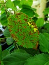 diseased apple leaf, damaged plant leaf