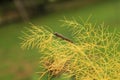 Diseased  black swallowtail caterpillar on fennel Royalty Free Stock Photo