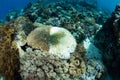 Diseased Coral on Reef in Indonesia