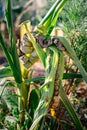 Diseased corn called corn smut, pathogenic fungus, ustilago maydis, in Mexico it is called huitlacoche or mexican truffle