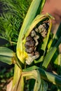 Diseased corn called corn smut, pathogenic fungus, ustilago maydis, in Mexico it is called huitlacoche or mexican truffle Royalty Free Stock Photo