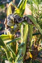 Diseased corn called corn smut, pathogenic fungus, ustilago maydis, in Mexico it is called huitlacoche or mexican truffle