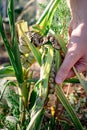 Diseased corn called corn smut, pathogenic fungus, ustilago maydis, in Mexico it is called huitlacoche or mexican truffle Royalty Free Stock Photo