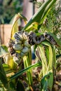 Diseased corn called corn smut, pathogenic fungus, ustilago maydis, in Mexico it is called huitlacoche or mexican truffle Royalty Free Stock Photo