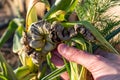 Diseased corn called corn smut, pathogenic fungus, ustilago maydis, in Mexico it is called huitlacoche or mexican truffle Royalty Free Stock Photo