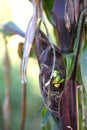 Diseased corn cob on a corn