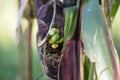 Diseased corn cob on a corn