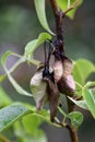 A diseased fruit tree, a dying pear tree from a fire blight on a garden plot