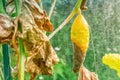 Diseased full grown yellowed cucumber covered with a grey mold growing on the branch in greenhouse in summer. Infection Royalty Free Stock Photo