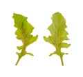 Diseased leaf of Gerbera Daisy Royalty Free Stock Photo