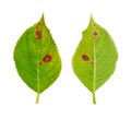 Diseased leaf of Hydrangea serrata Blue Bird - fu Royalty Free Stock Photo