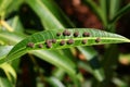 Diseased leaf of mango tree.