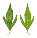 Diseased leaf of Rudbeckia laciniata flore pleno