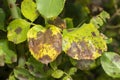 Diseased leaves, petals and rose flowers stained with spots. Close-up macro, rot and pests of roses