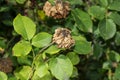 Diseased leaves, petals and rose flowers stained with spots. Close-up macro, rot and pests of roses