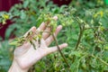 diseased leaves on a tomato bush affected by late blight. gardener& x27;s hand holds a plant branch Royalty Free Stock Photo