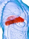 A diseased liver Royalty Free Stock Photo