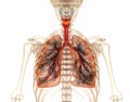 Diseased lungs, Medical accurate 3D illustration
