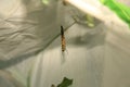 Diseased  Monarch caterpillar hanging straight Royalty Free Stock Photo